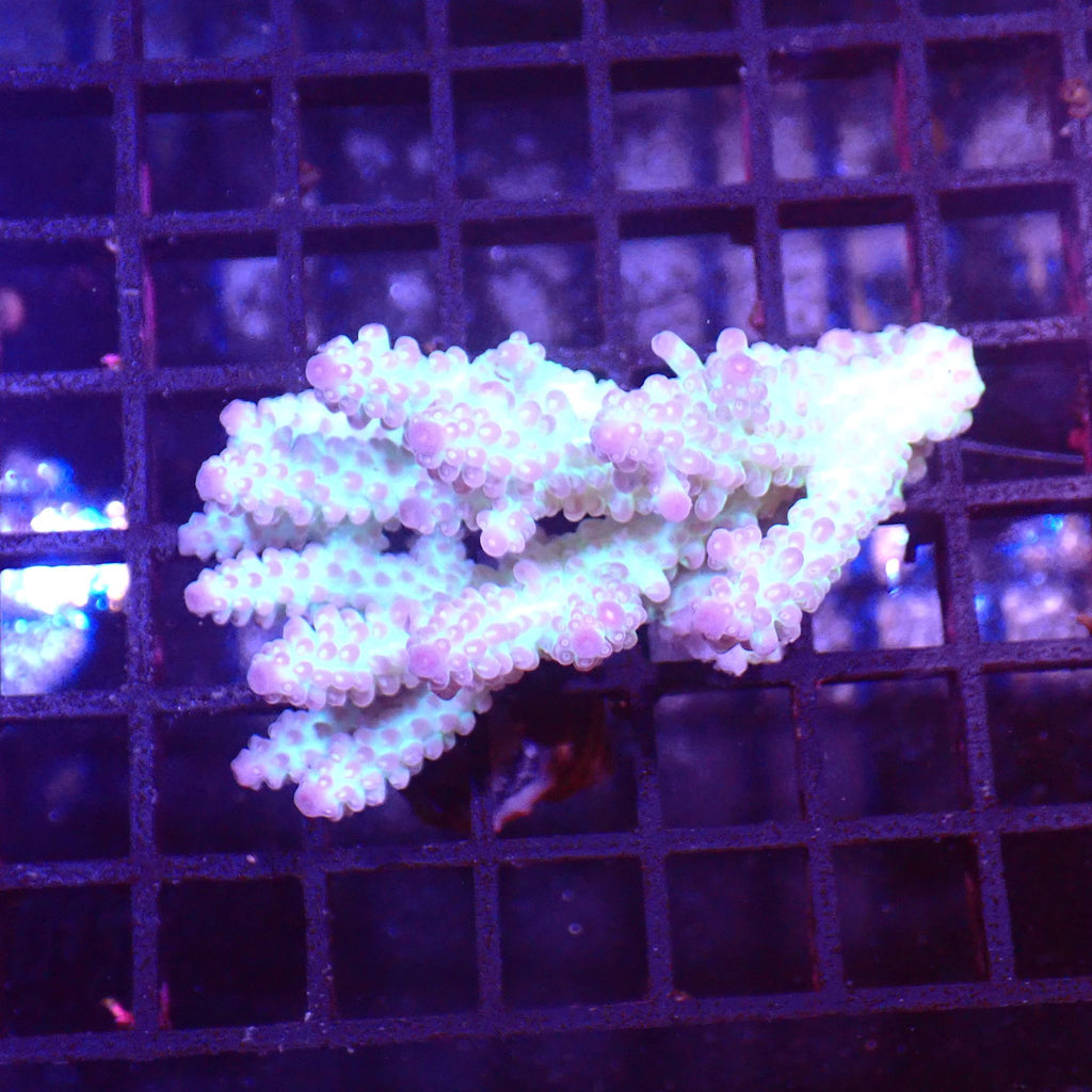 Acropora (SPS) AA007 | Acropora sp. - Red Sea 15K