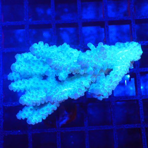 Acropora (SPS) AA007 | Acropora sp. - Red Sea 20K LED