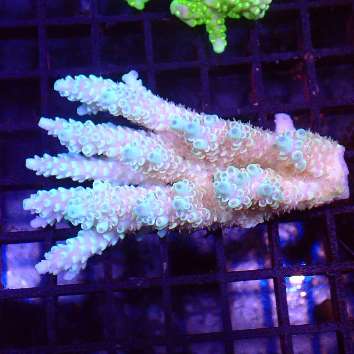 Acropora (SPS) AA008 | Acropora sp. at ← Red Sea 15k