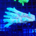Acropora (SPS) AA008 | Acropora sp. - Red Sea 20K LED