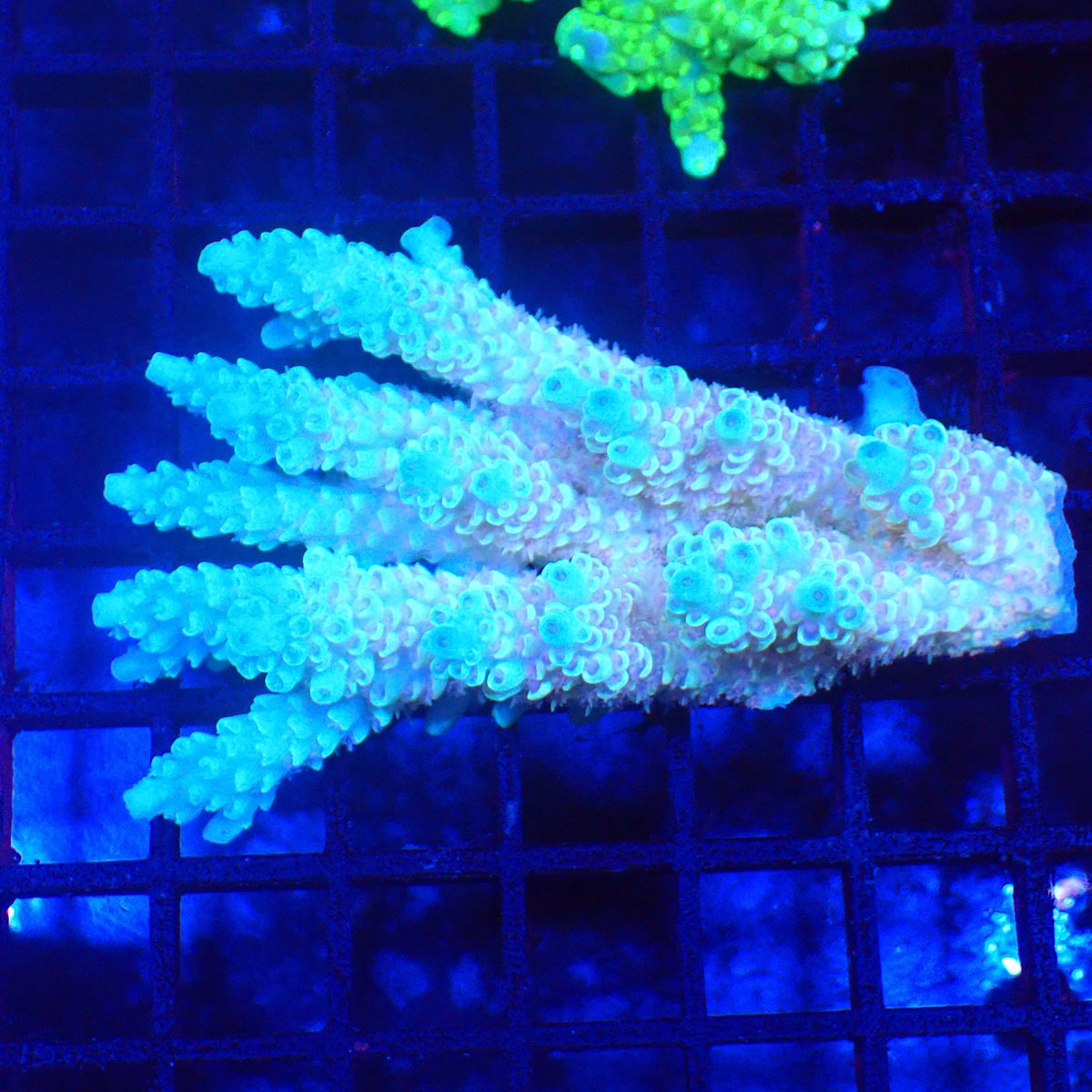 Acropora (SPS) AA008 | Acropora sp. - Red Sea 20K LED