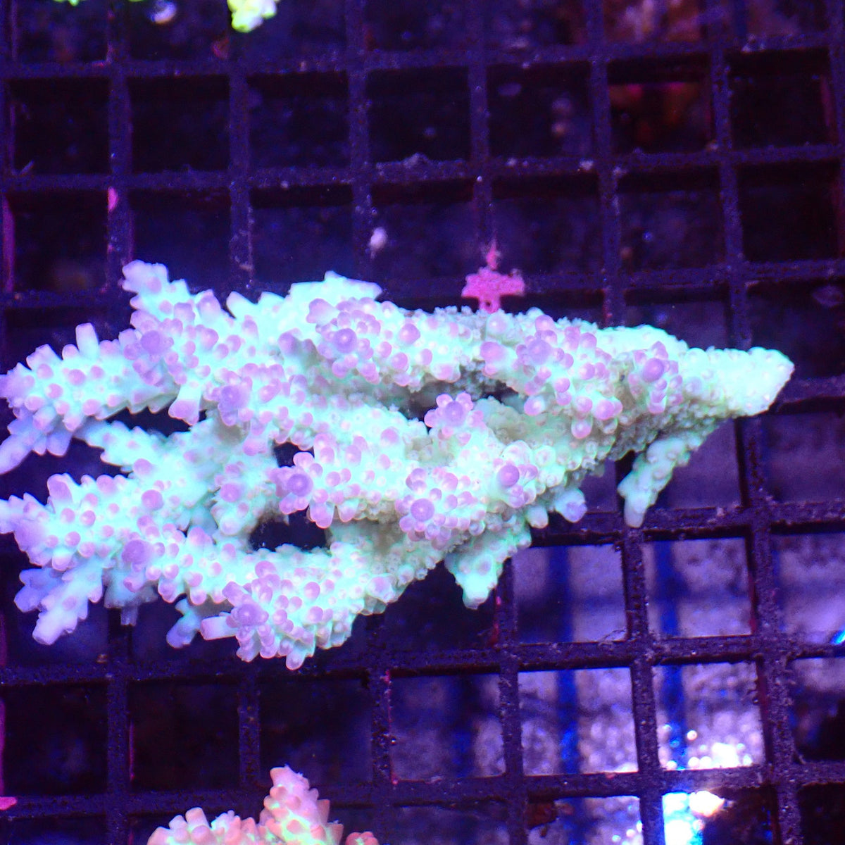 Acropora (SPS) AA012 | Acropora sp. at ← Red Sea 15k
