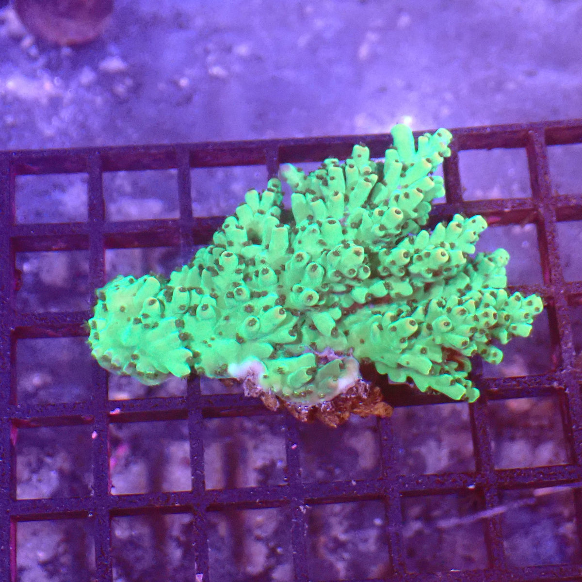 Acropora (SPS) AA014 | Acropora sp. at ← Red Sea 15k