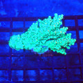 Acropora (SPS) AA014 | Acropora sp. - Red Sea 20K LED