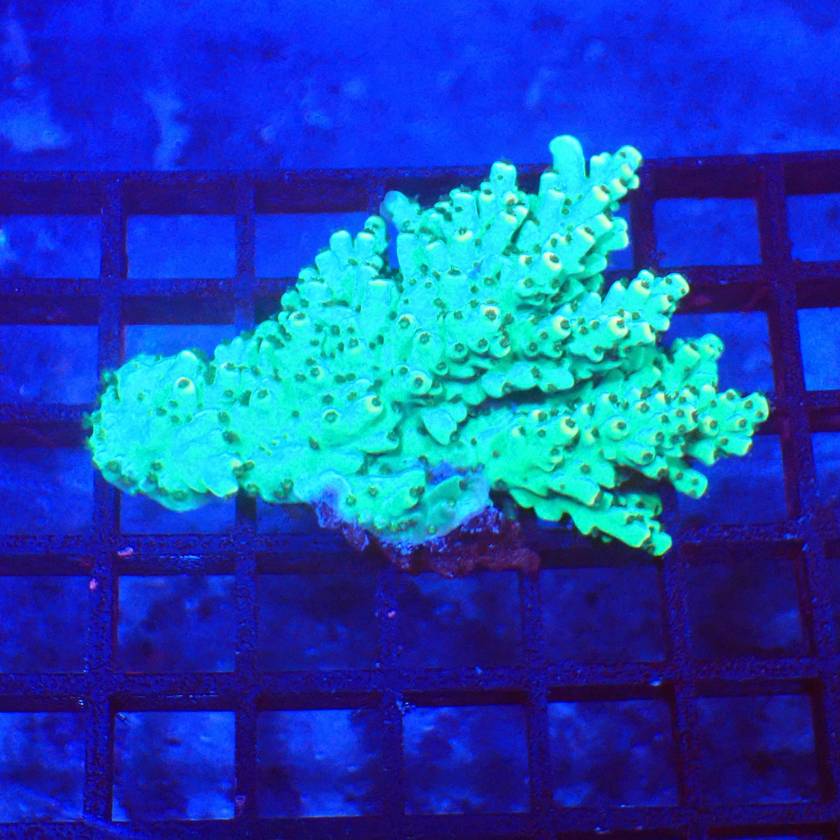 Acropora (SPS) AA014 | Acropora sp. at Red Sea 20k →