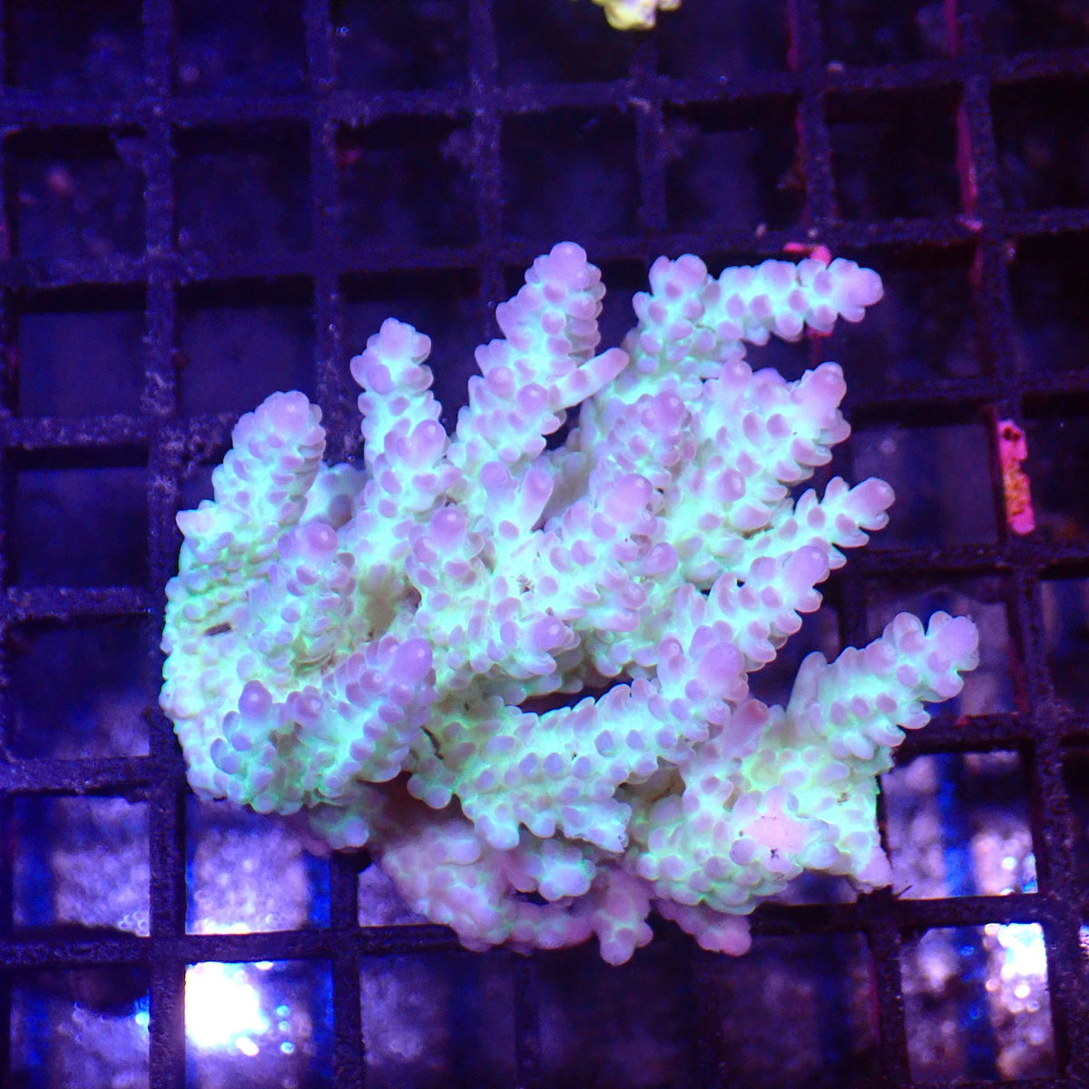 Acropora (SPS) AA016 | Acropora sp. - Red Sea 15K