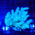 Acropora (SPS) AA016 | Acropora sp. - Red Sea 20K LED