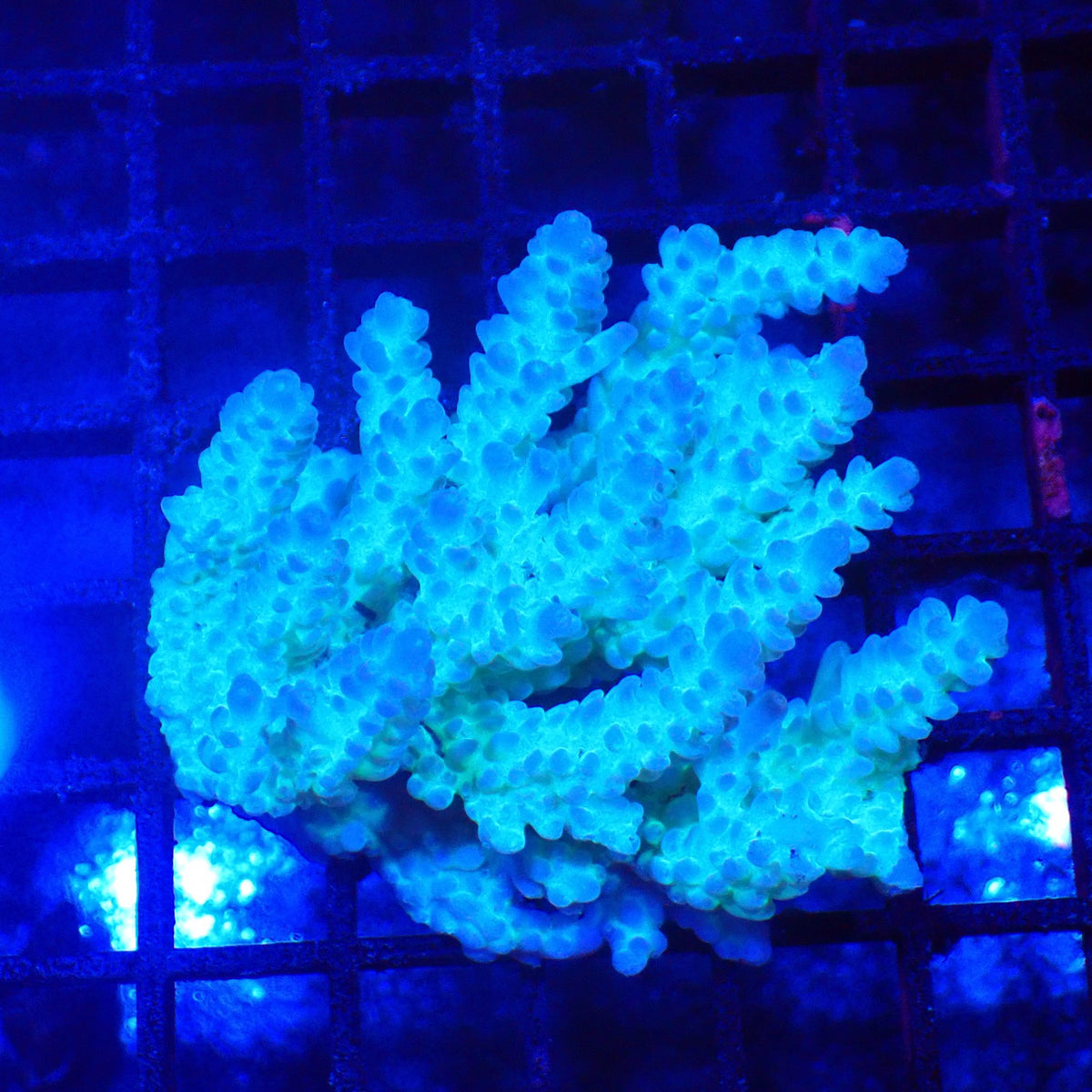Acropora (SPS) AA016 | Acropora sp. at Red Sea 20k →