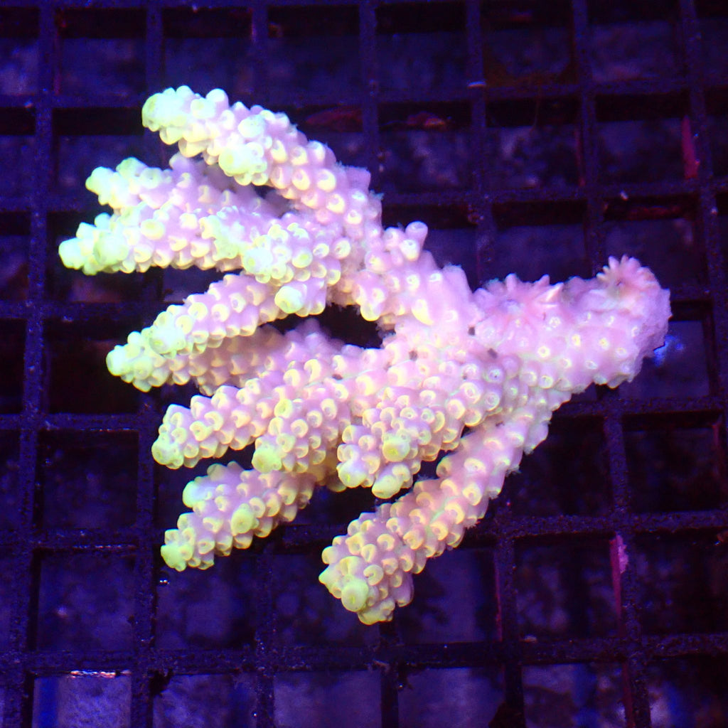 Acropora (SPS) AA017 | Acropora sp. - Red Sea 15K