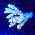 Acropora (SPS) AA017 | Acropora sp. - Red Sea 20K LED