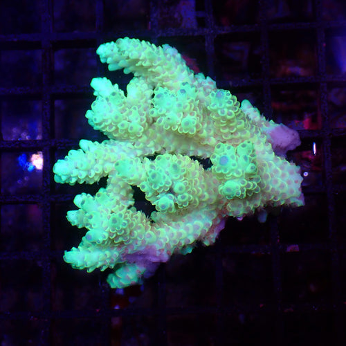 Acropora (SPS) AA018 | Acropora sp. - Red Sea 15K