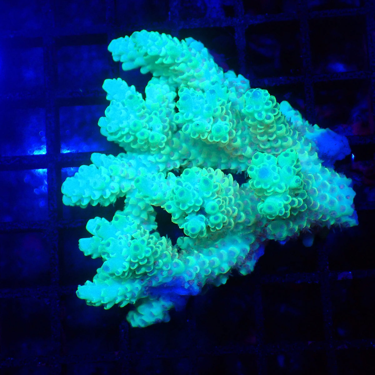 Acropora (SPS) AA018 | Acropora sp. at Red Sea 20k →