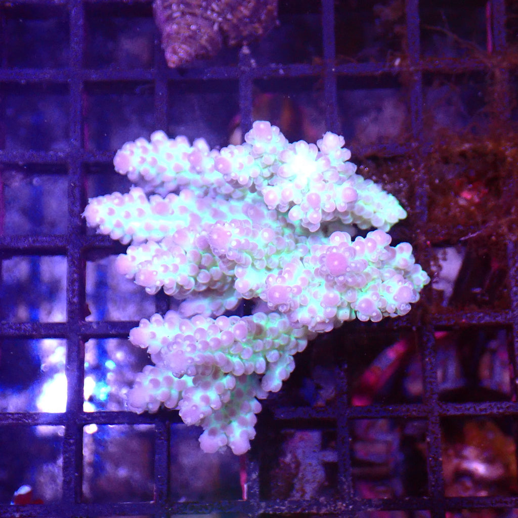 Acropora (SPS) AA019 | Acropora sp. - Red Sea 15K