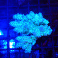 Acropora (SPS) AA019 | Acropora sp. - Red Sea 20K LED