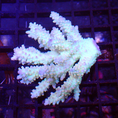 Acropora (SPS) AA021 | Acropora sp. - Red Sea 15K