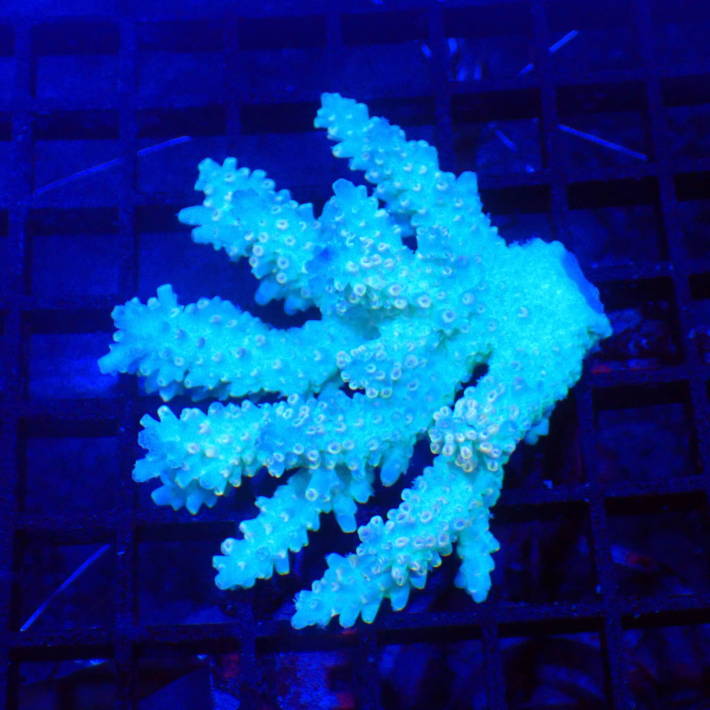 Acropora (SPS) AA021 | Acropora sp. - Red Sea 20K LED