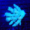 Acropora (SPS) AA021 | Acropora sp. - Red Sea 20K LED
