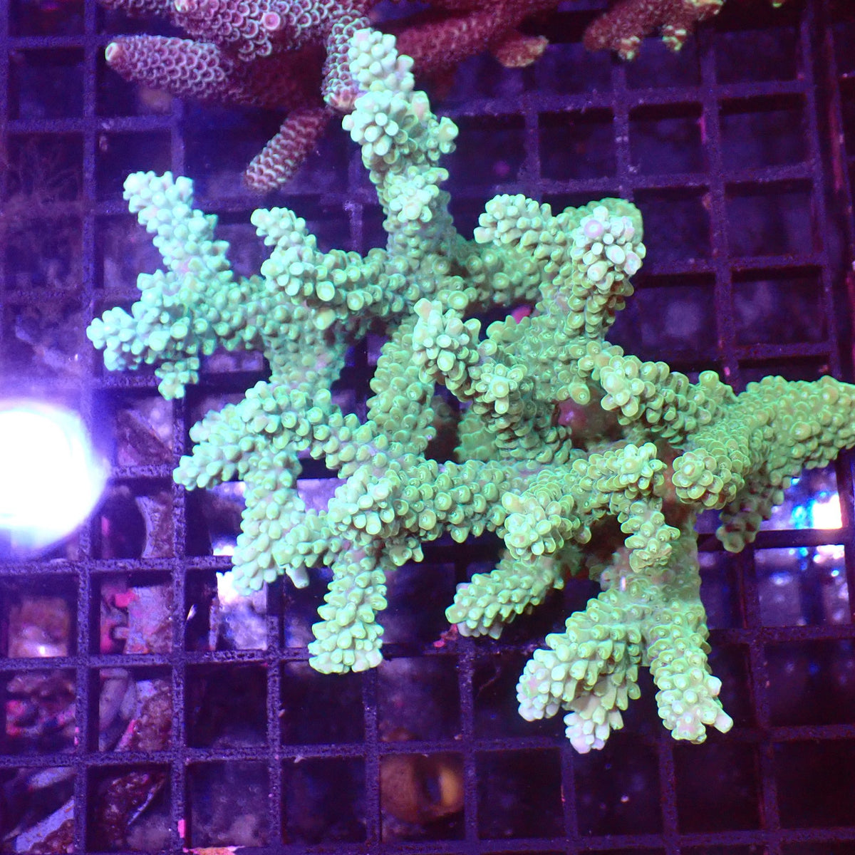 Acropora (SPS) AA023 | Acropora sp. - Red Sea 15K