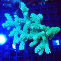 Acropora (SPS) AA023 | Acropora sp. - Red Sea 20K LED
