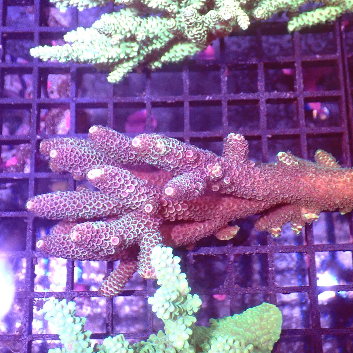 Acropora (SPS) AA024 | Acropora sp. - Red Sea 15K