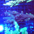 Acropora (SPS) AA024 | Acropora sp. - Red Sea 20K LED