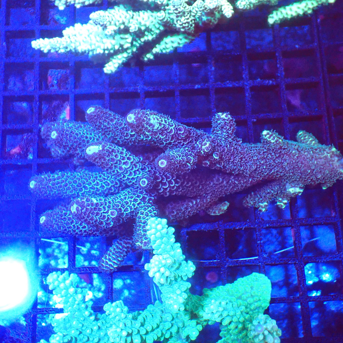 Acropora (SPS) AA024 | Acropora sp. at Red Sea 20k →