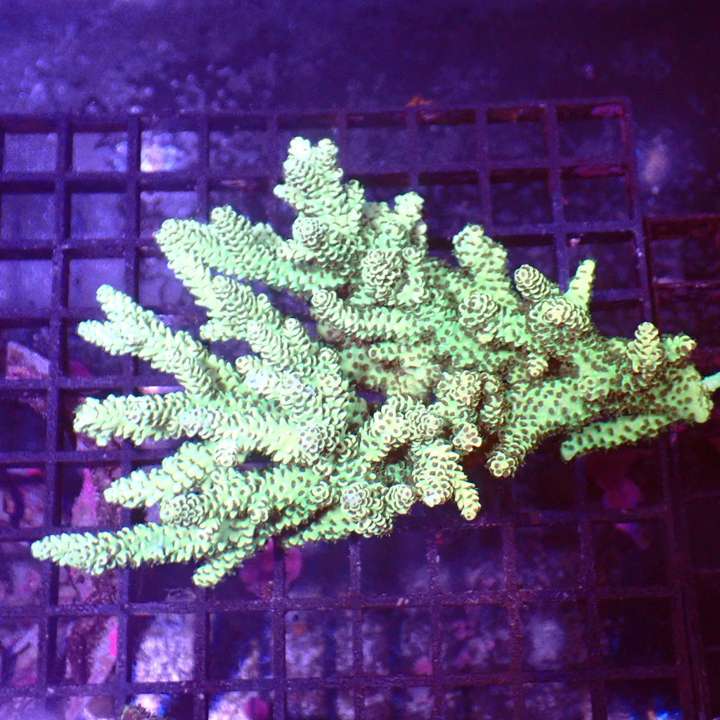 Acropora (SPS) AA025 | Acropora sp. - Red Sea 15K