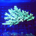 Acropora (SPS) AA025 | Acropora sp. - Red Sea 20K LED