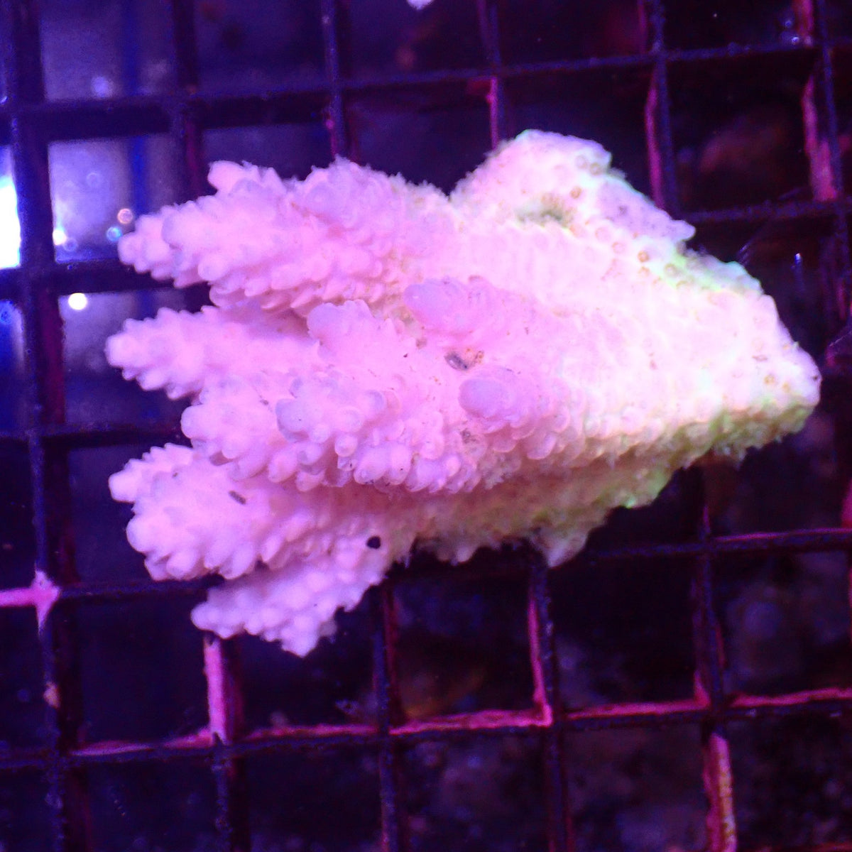 Acropora (SPS) AA026 | Acropora sp. - Red Sea 15K