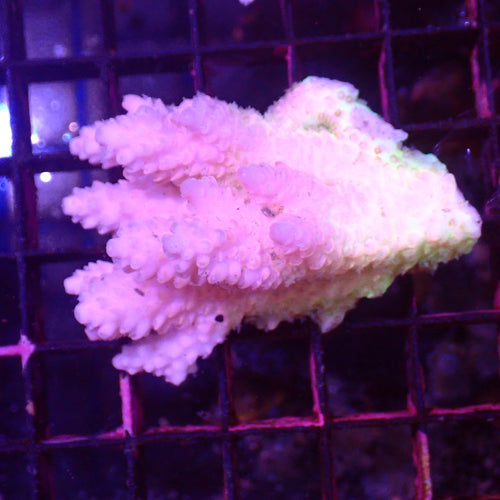 Acropora (SPS) AA026 | Acropora sp. - Red Sea 15K