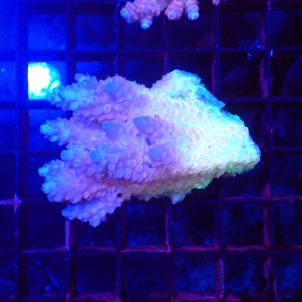 Acropora (SPS) AA026 | Acropora sp. - Red Sea 20K LED