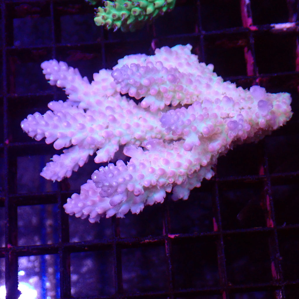 Acropora (SPS) AA028 | Acropora sp. - Red Sea 15K