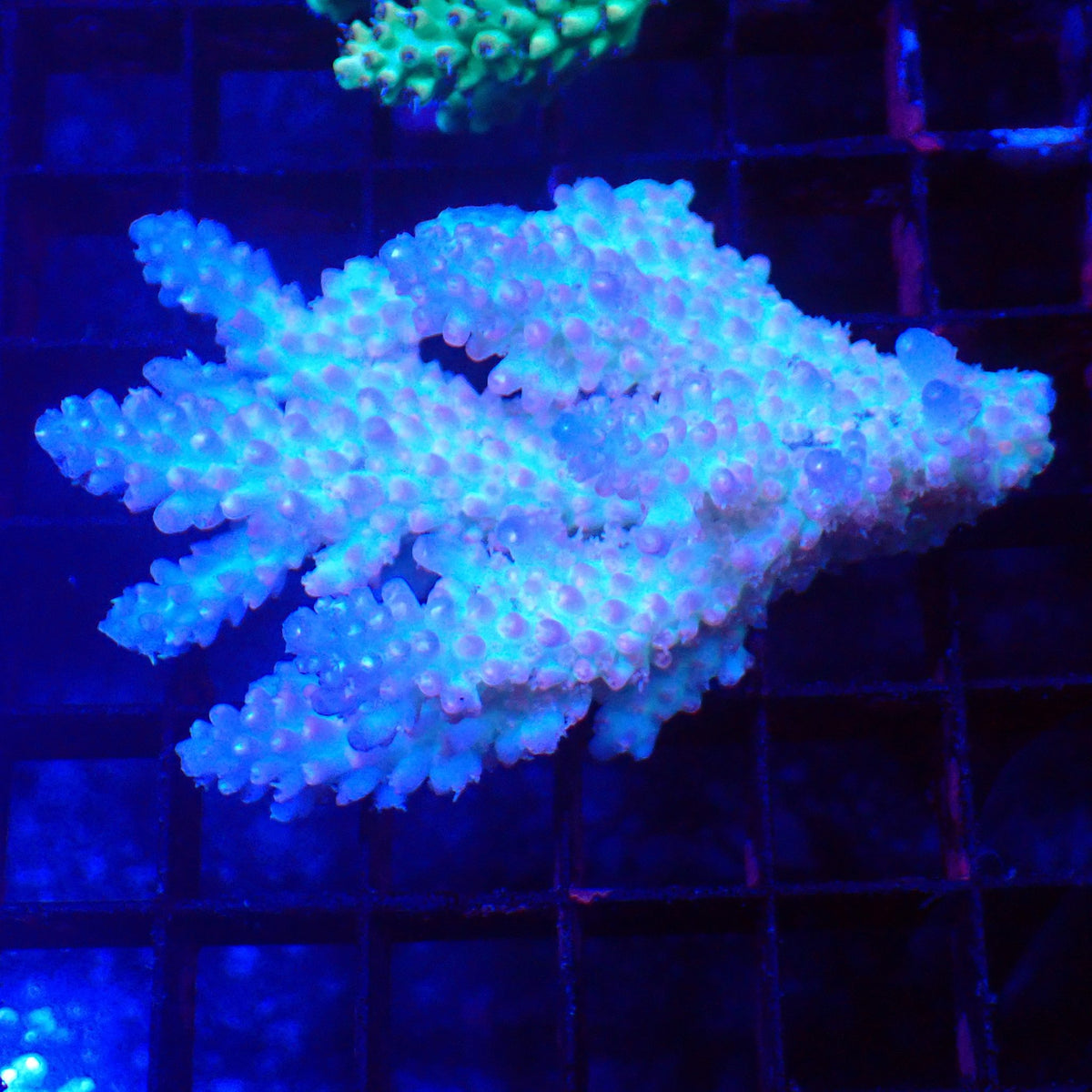 Acropora (SPS) AA028 | Acropora sp. at Red Sea 20k →