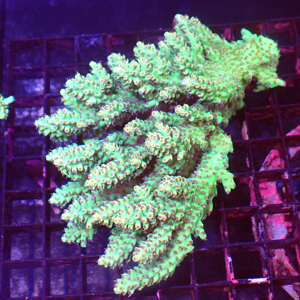 Acropora (SPS) AA029 | Acropora sp. - Red Sea 15K