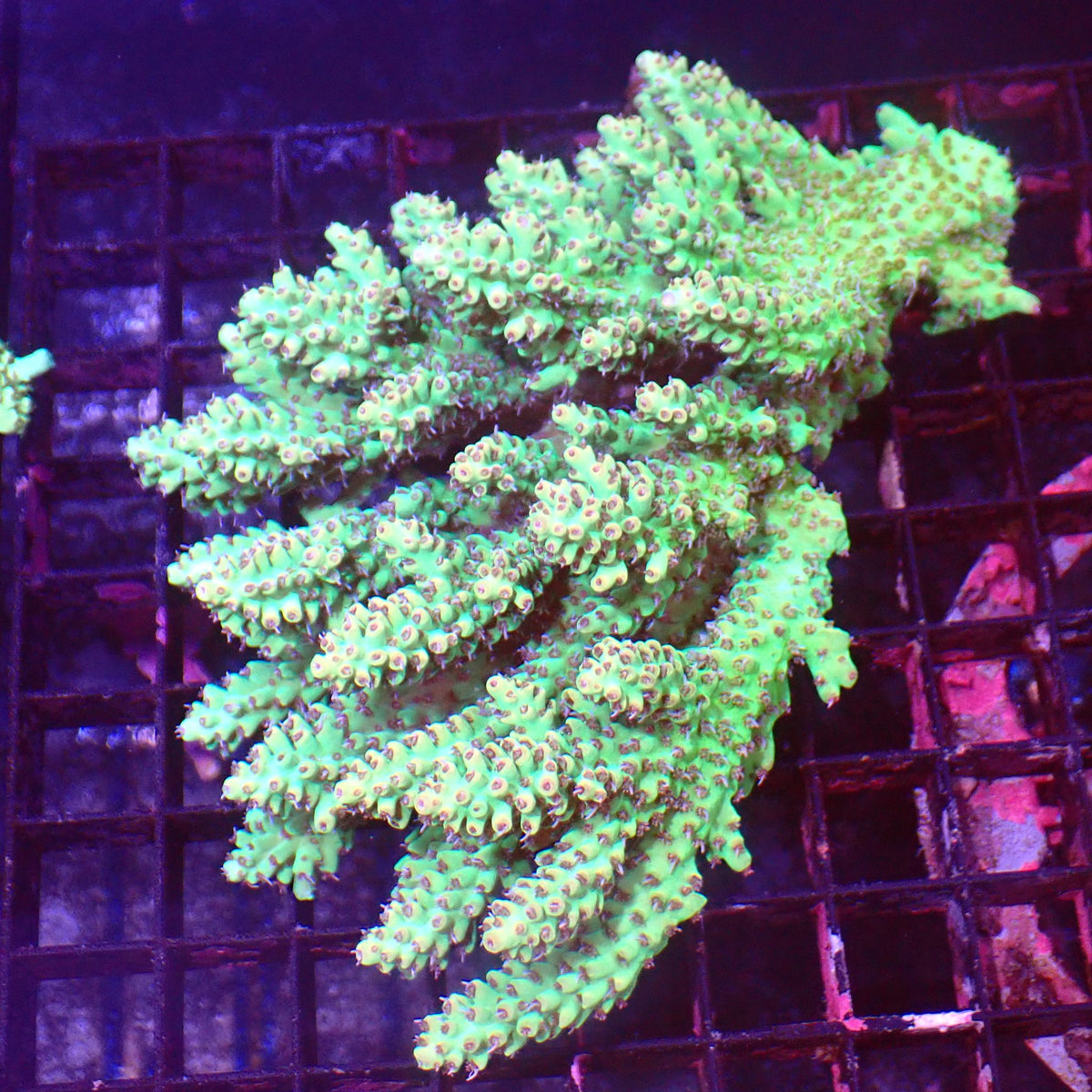 Acropora (SPS) AA029 | Acropora sp. at ← Red Sea 15k