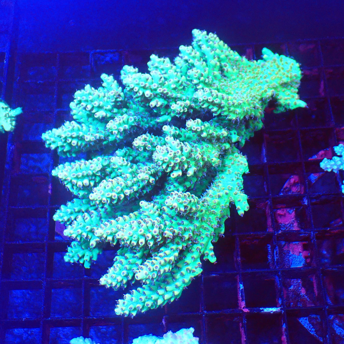 Acropora (SPS) AA029 | Acropora sp. at Red Sea 20k →