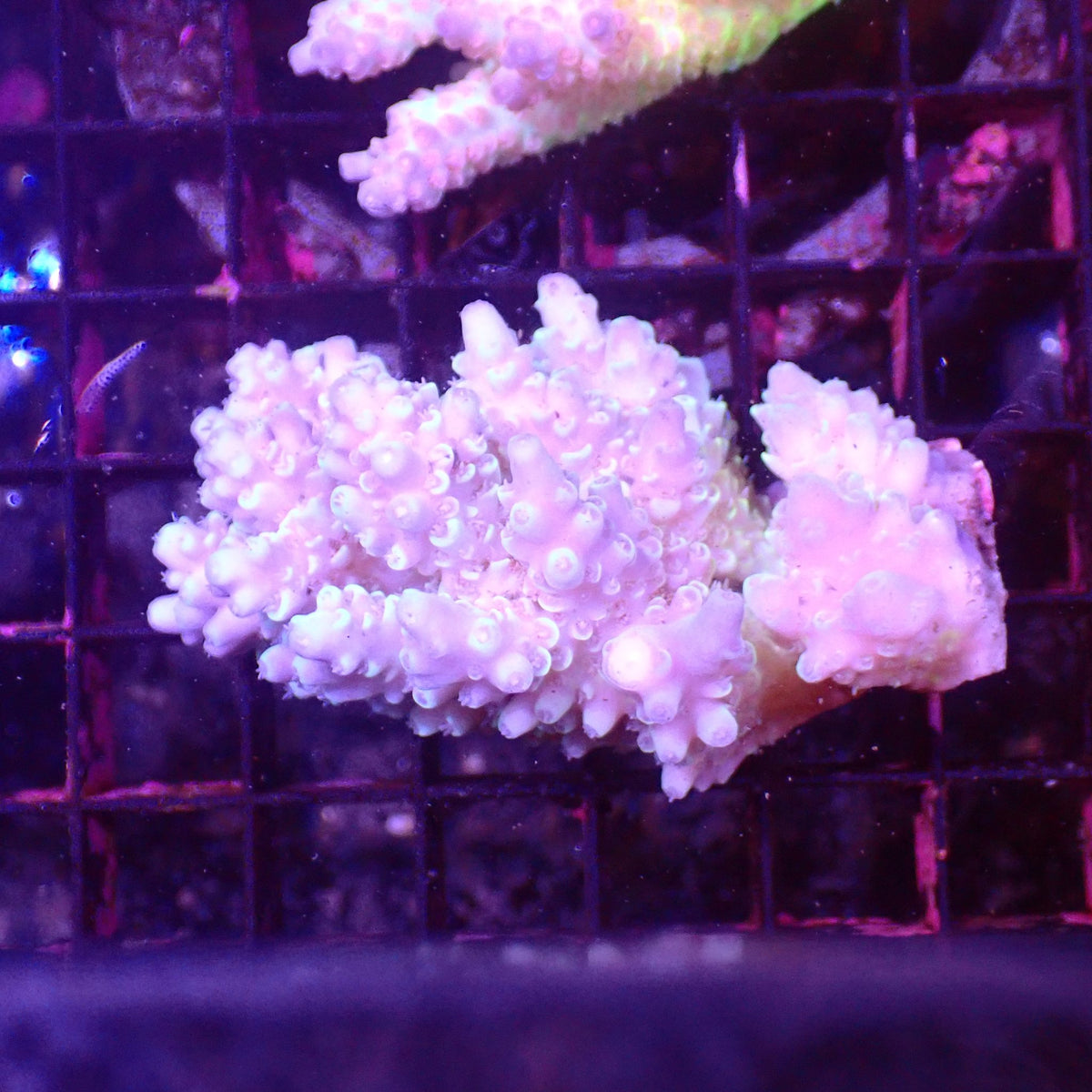 Acropora (SPS) AA030 | Acropora sp. at ← Red Sea 15k
