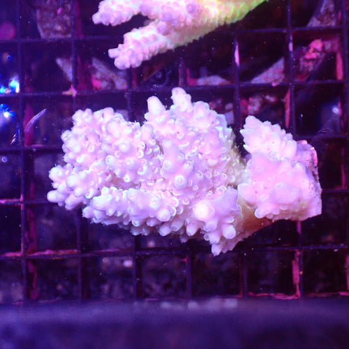 Acropora (SPS) AA030 | Acropora sp. - Red Sea 15K