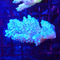 Acropora (SPS) AA030 | Acropora sp. - Red Sea 20K LED
