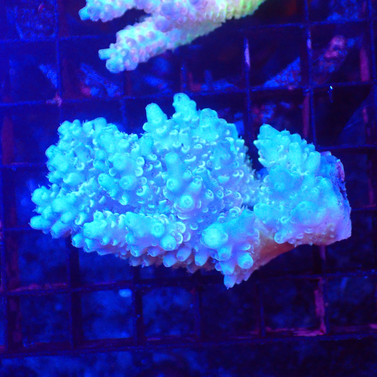 Acropora (SPS) AA030 | Acropora sp. - Red Sea 20K LED