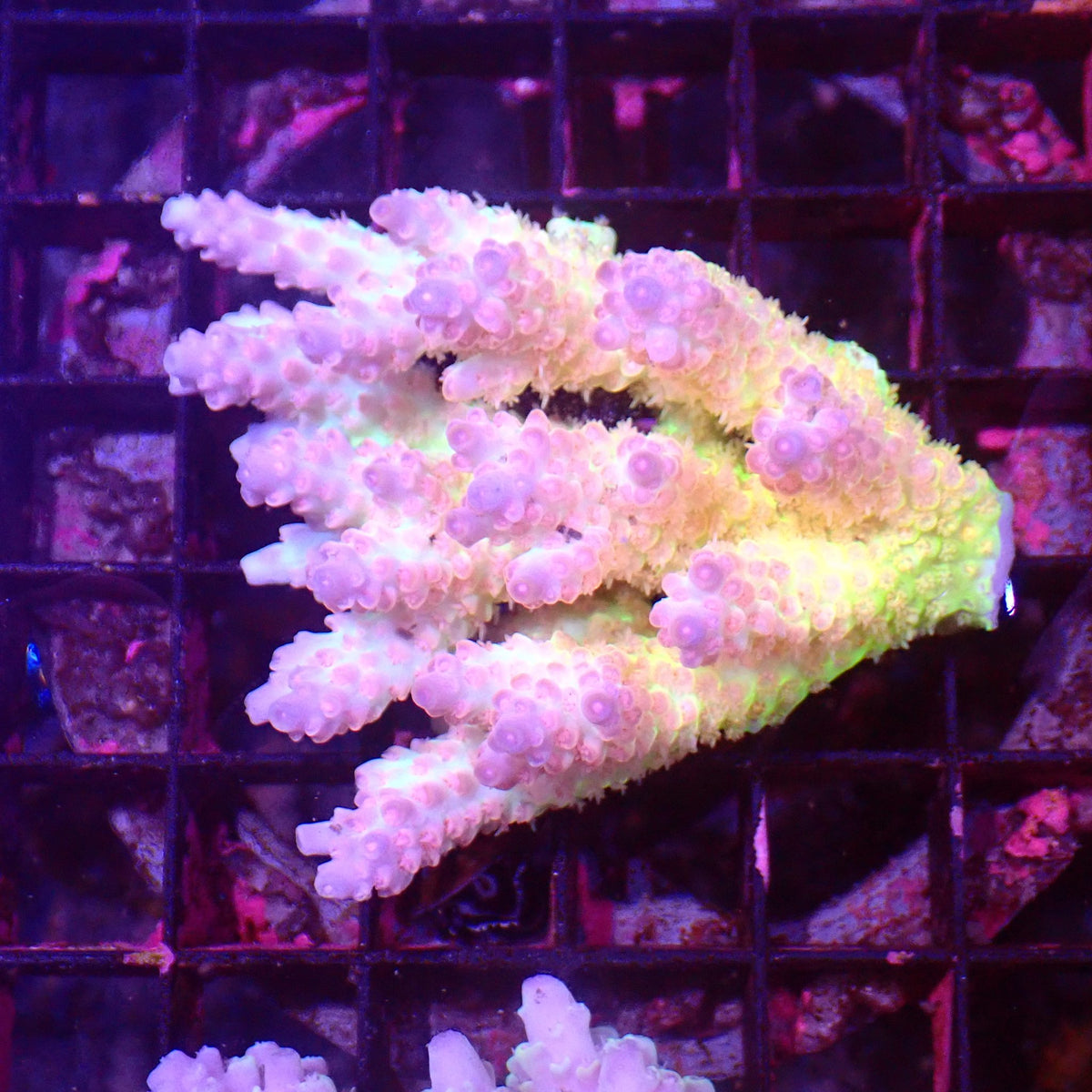 Acropora (SPS) AA031 | Acropora sp. at ← Red Sea 15k