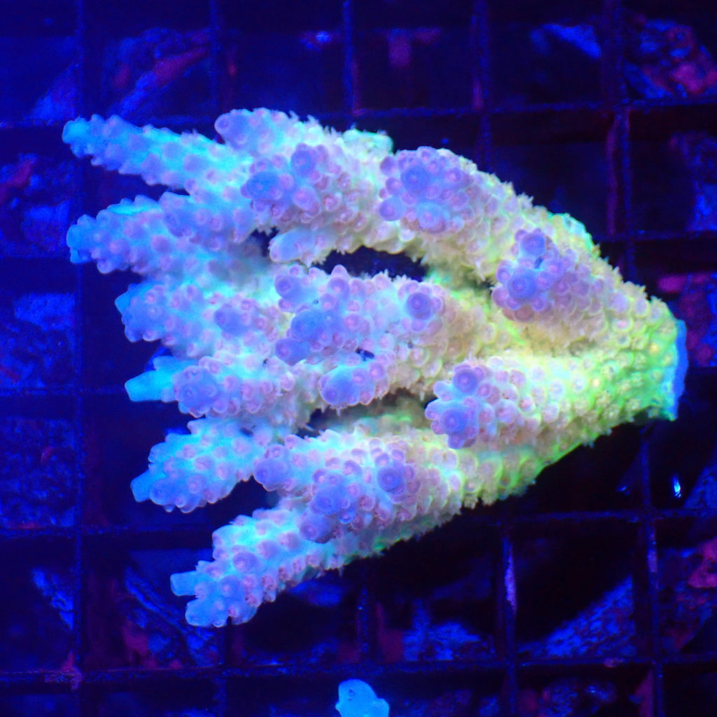 Acropora (SPS) AA031 | Acropora sp. - Red Sea 20K LED