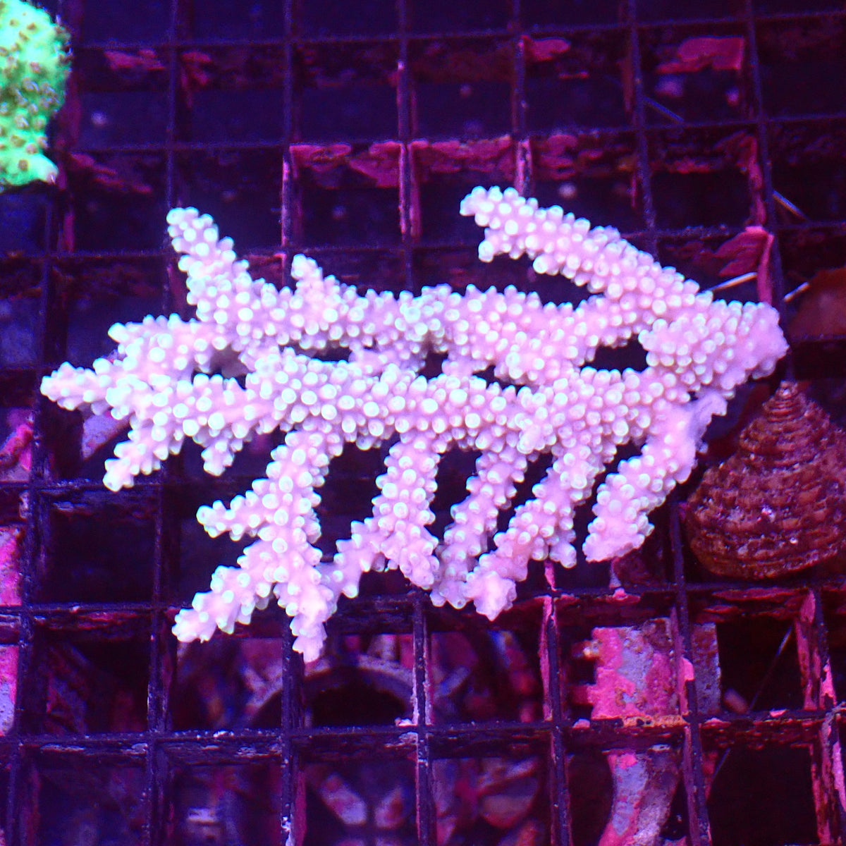 Acropora (SPS) AA033 | Acropora sp. at ← Red Sea 15k
