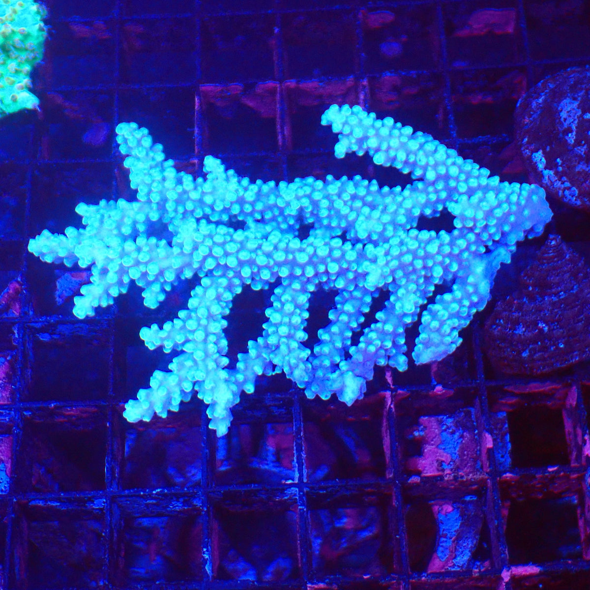 Acropora (SPS) AA033 | Acropora sp. at Red Sea 20k →
