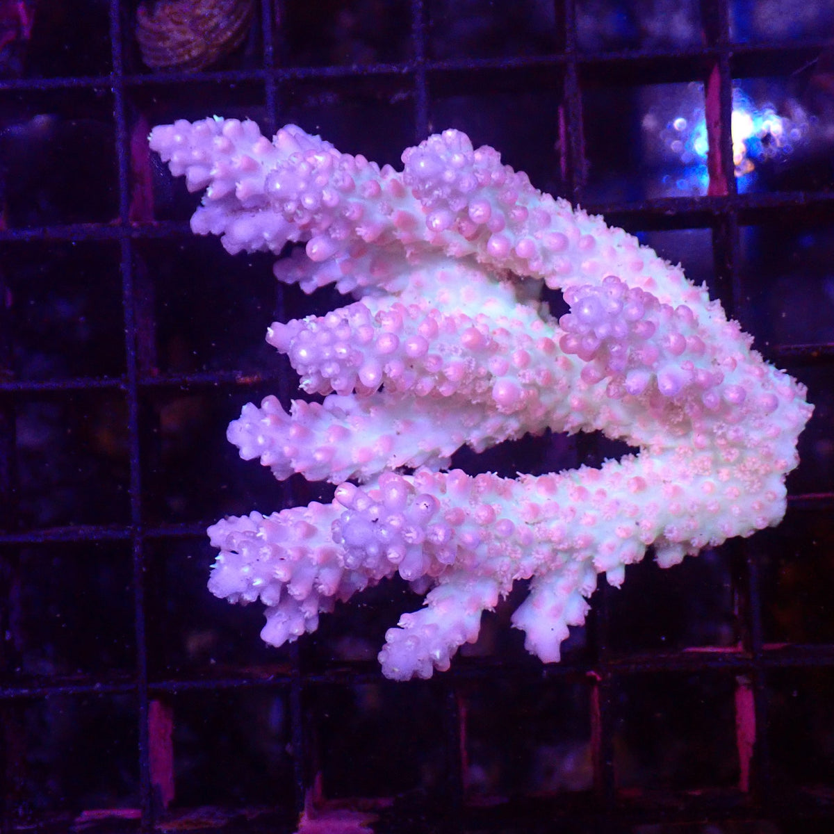 Acropora (SPS) AA034 | Acropora sp. at ← Red Sea 15k