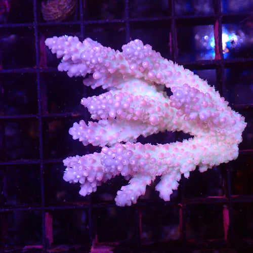 Acropora (SPS) AA034 | Acropora sp. - Red Sea 15K
