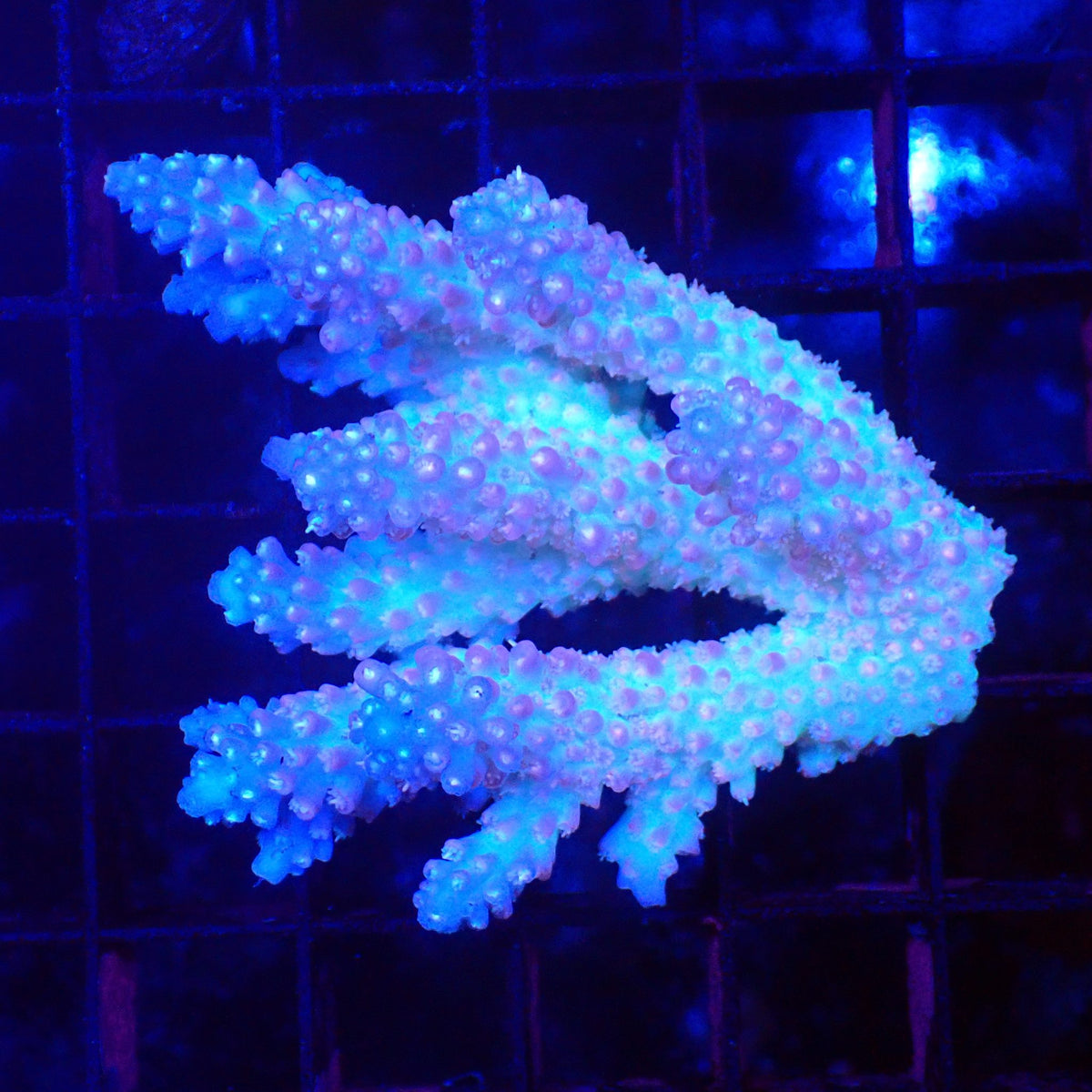 Acropora (SPS) AA034 | Acropora sp. at Red Sea 20k →