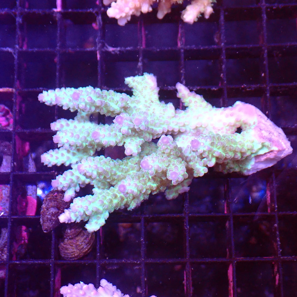 Acropora (SPS) AA035 | Acropora sp. - Red Sea 15K