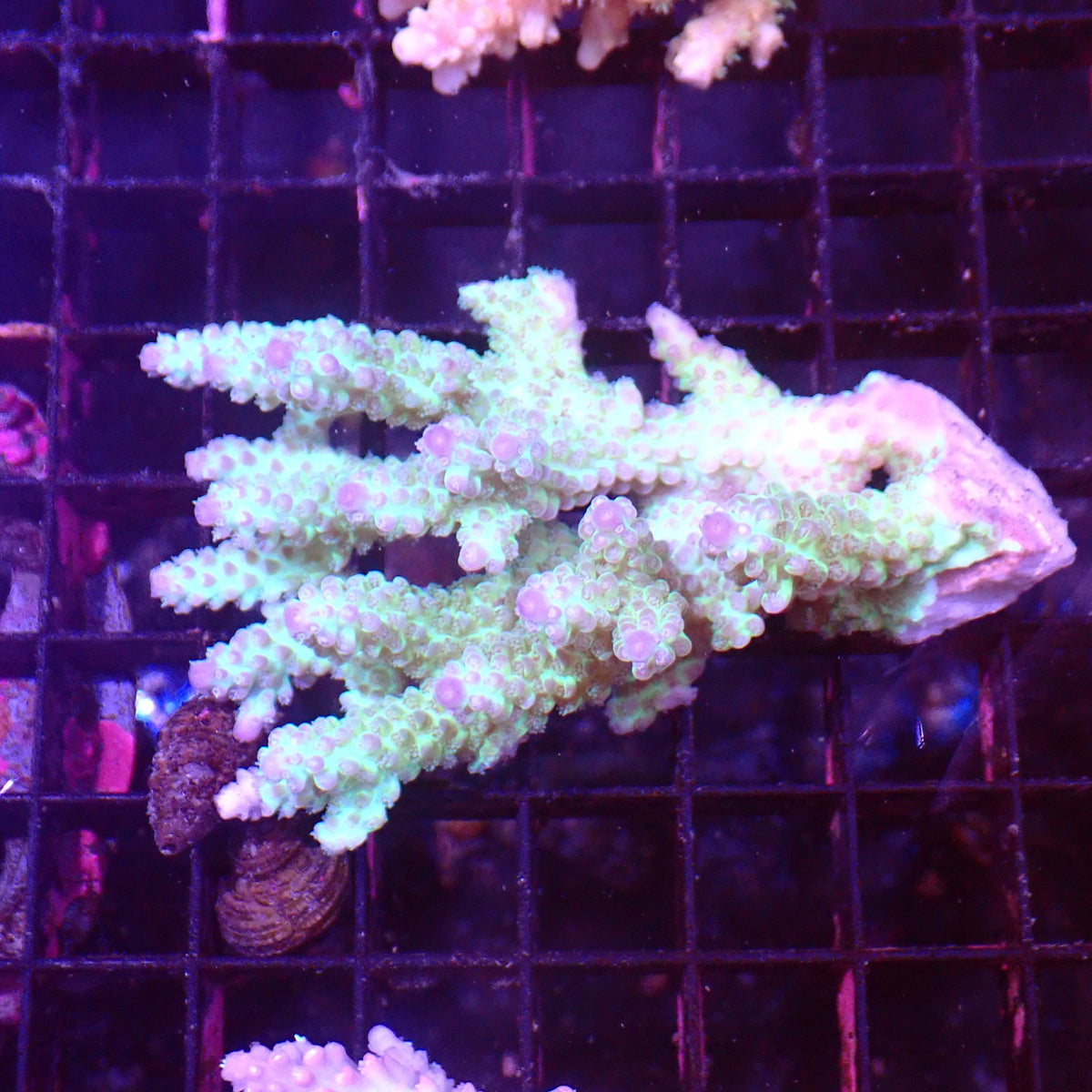 Acropora (SPS) AA035 | Acropora sp. at ← Red Sea 15k