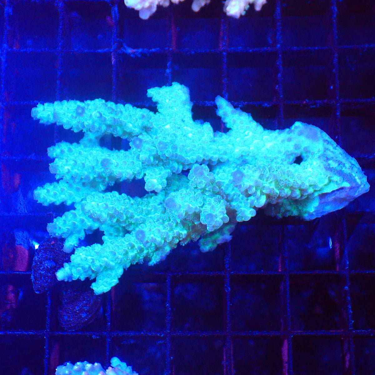 Acropora (SPS) AA035 | Acropora sp. at Red Sea 20k →